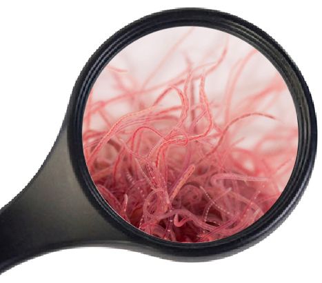 Levende Tubifex 90ml Visvoer