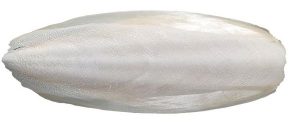 Sepiaschaal Vogelvoer