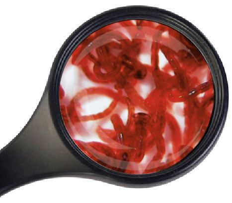 Levende Muggenlarven Rood 90ml Visvoer