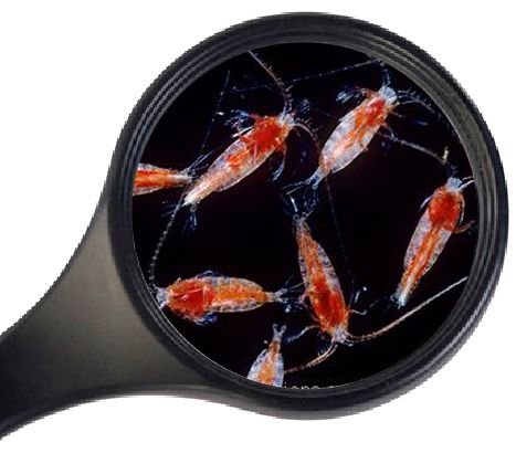 Levende Zeewater Copepoden 90ml Visvoer