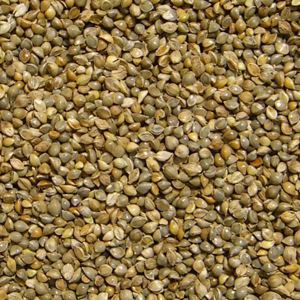 Japans Millet Vogelvoer
