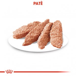 Royal Canin Coat Care Natvoer Hond (Paté) 4 Dozen ( )