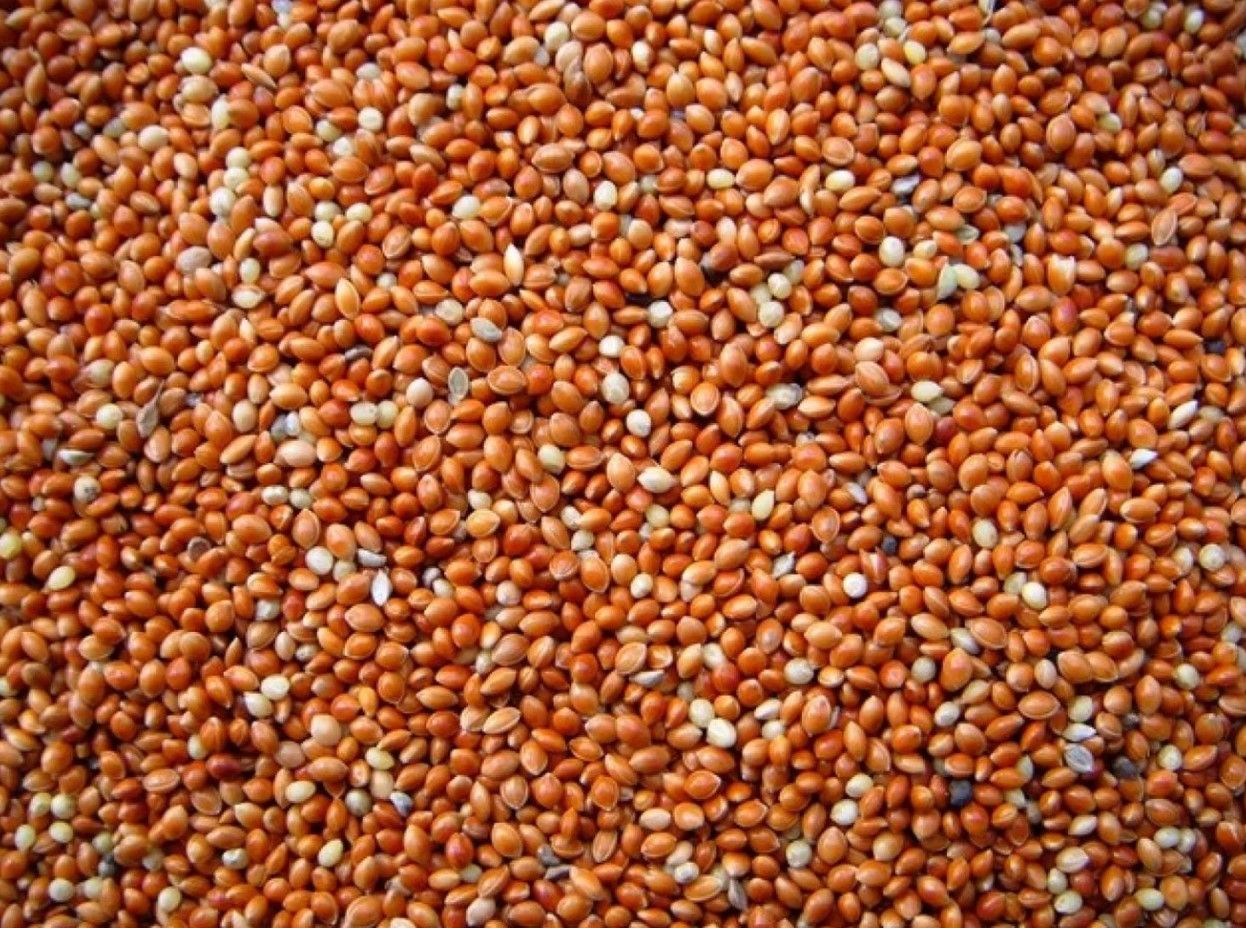 Garvo - Panis / Panicum Rood